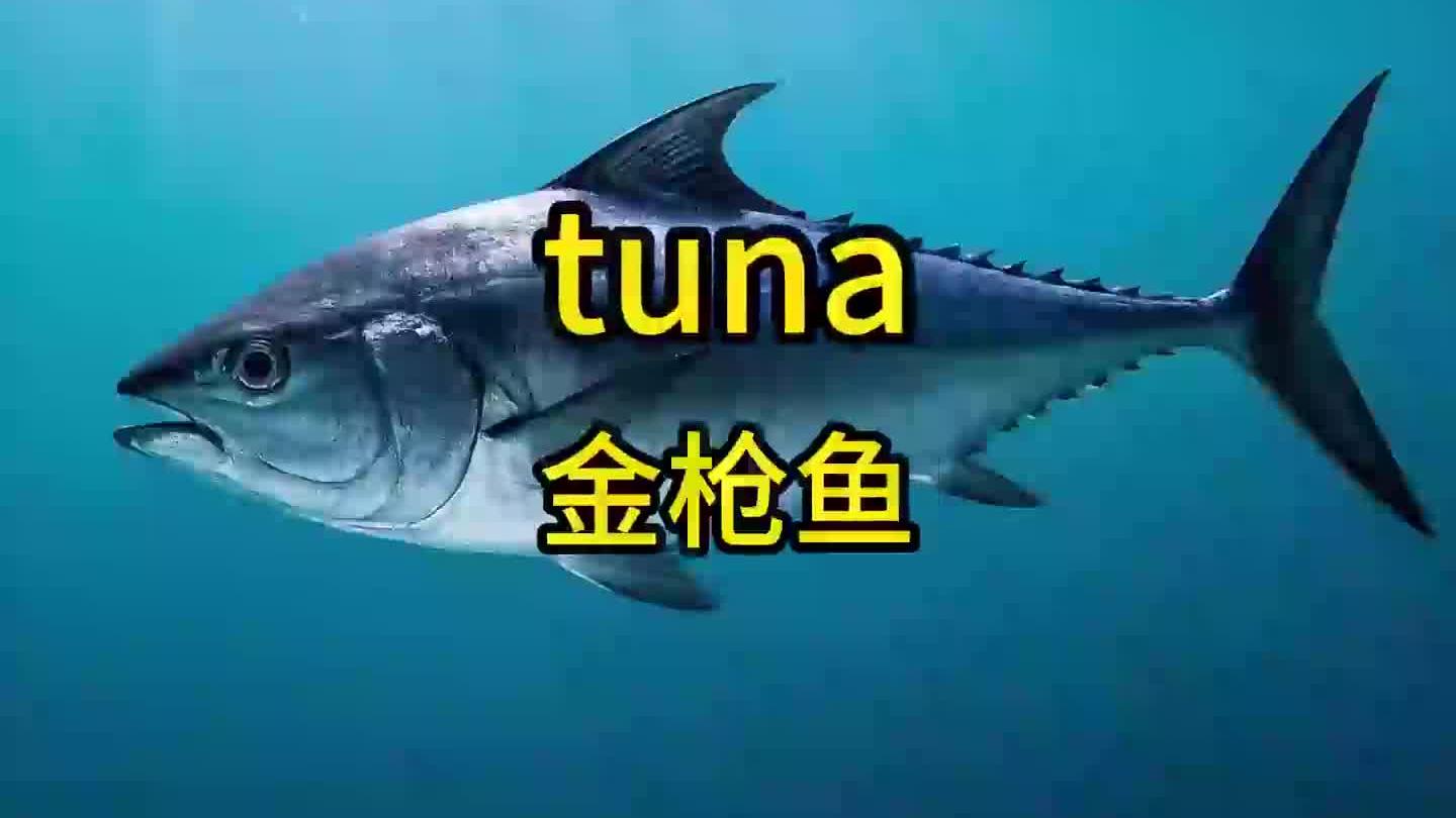 金枪鱼,英语是什么