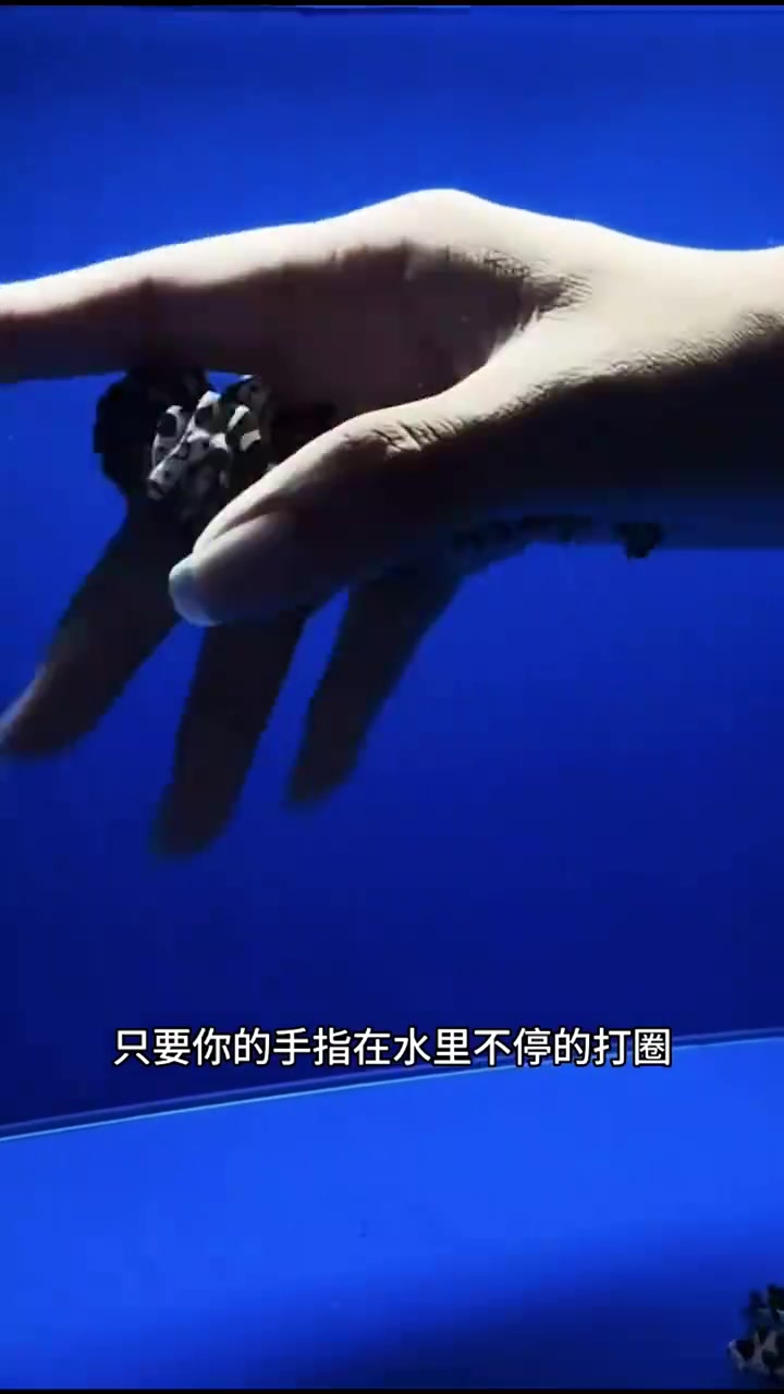 有趣的小丑鱼.......