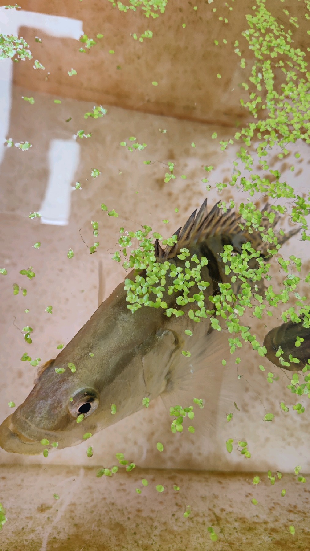 广东气温骤降,红罗非鱼顶不住,捞出喂鳜鱼,卡喉咙甩不掉,怎么办?