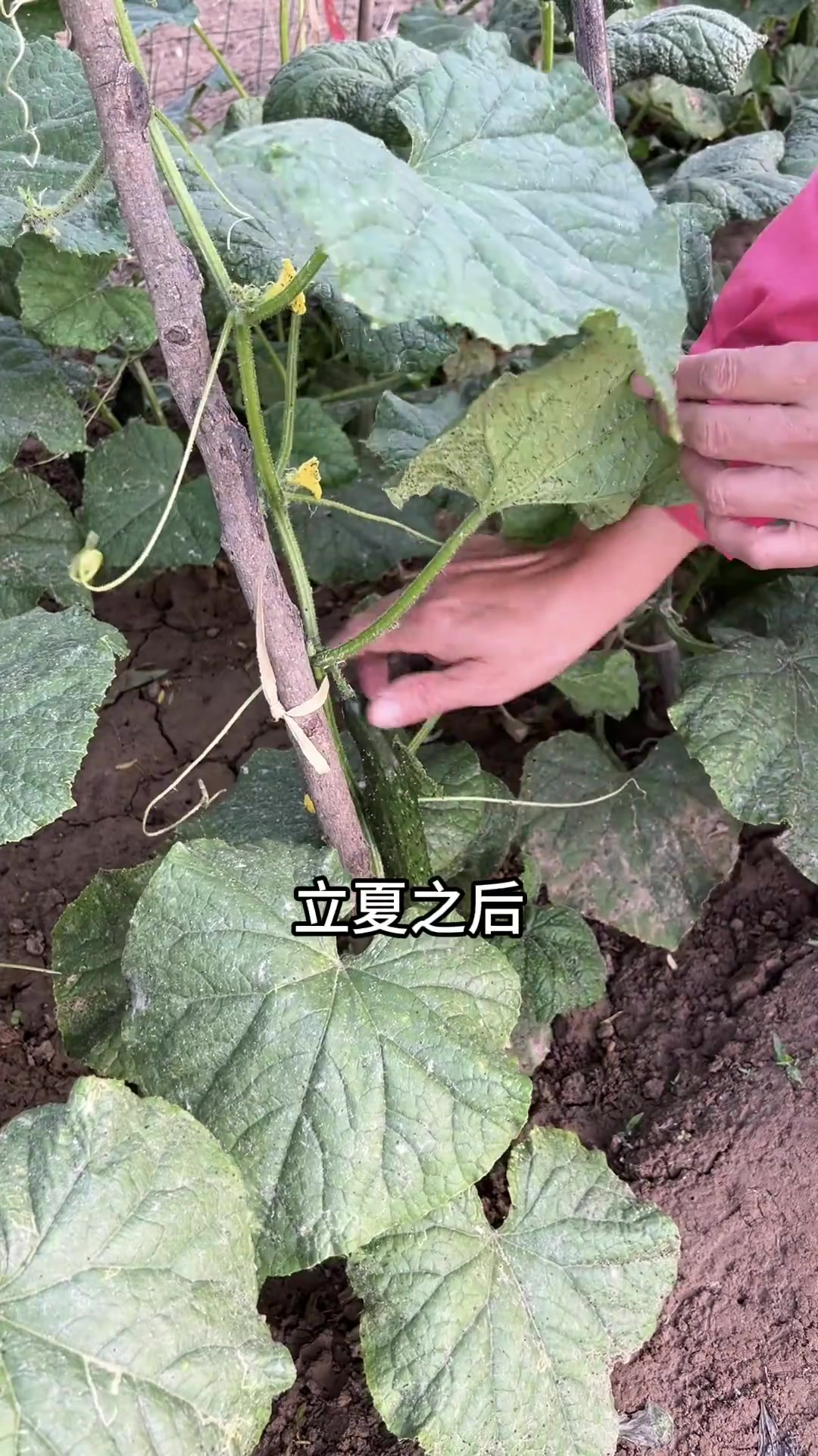 进入夏天后，收菜就多了