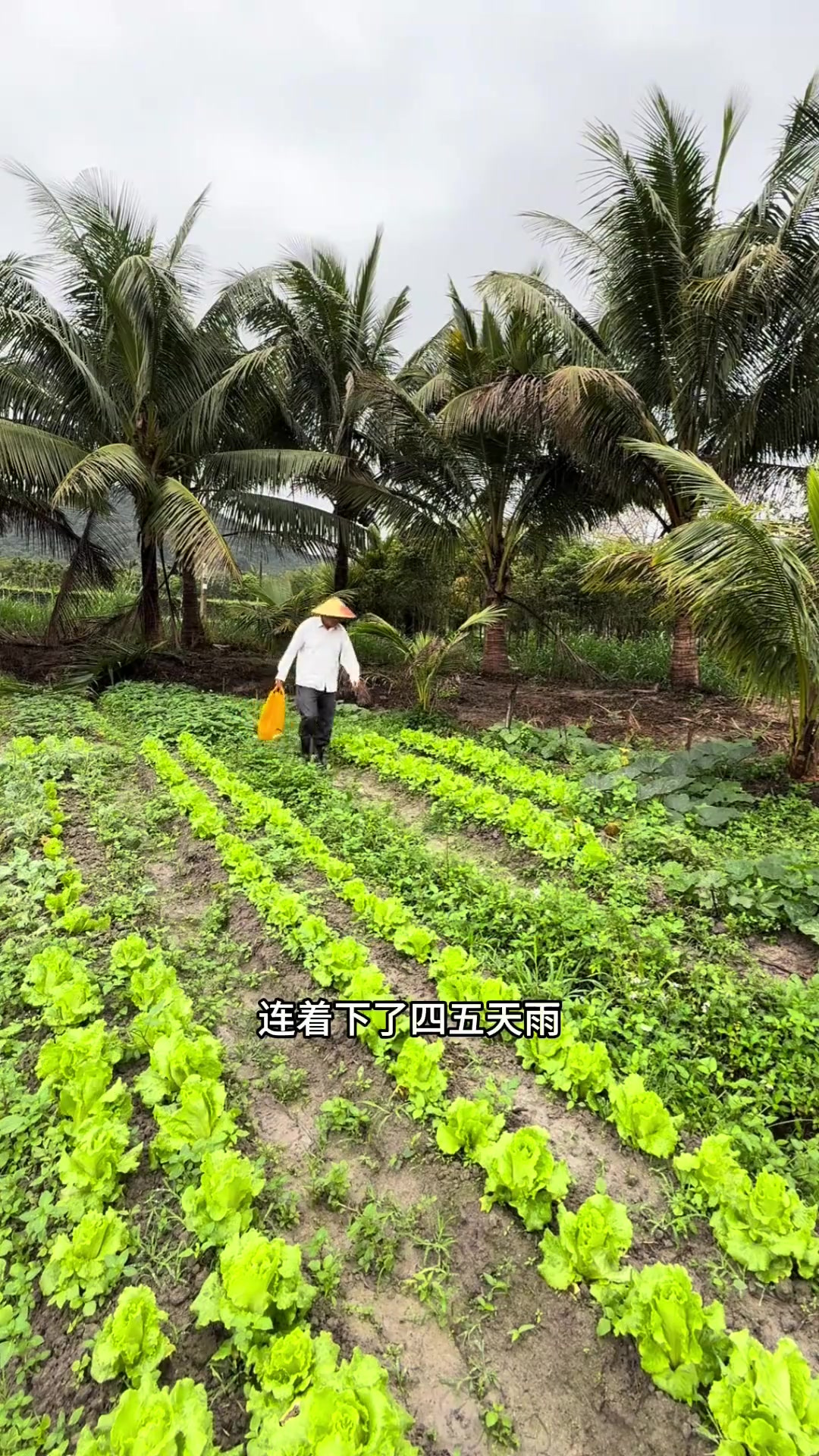 间作套种，收菜更多