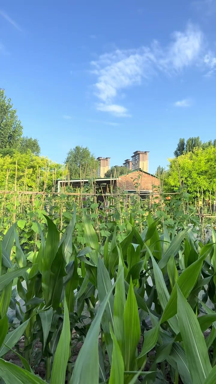 收菜，寄菜，是夏日主题