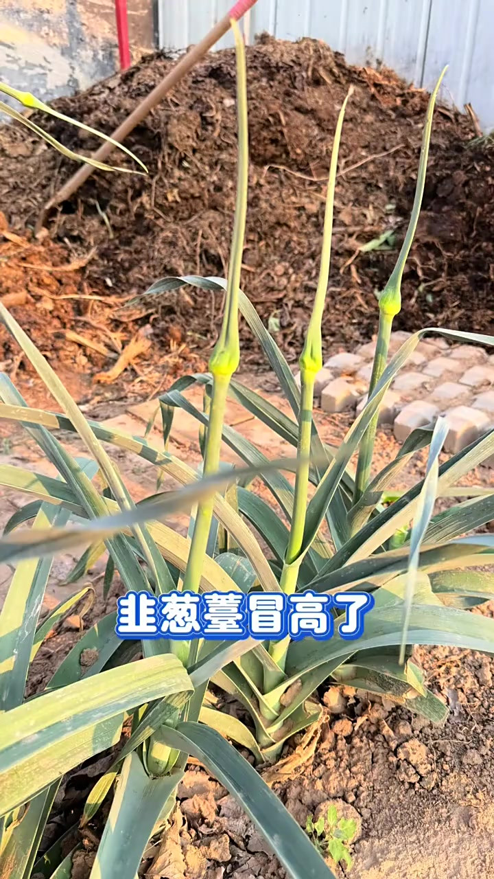 韭葱薹，九根炒一盘