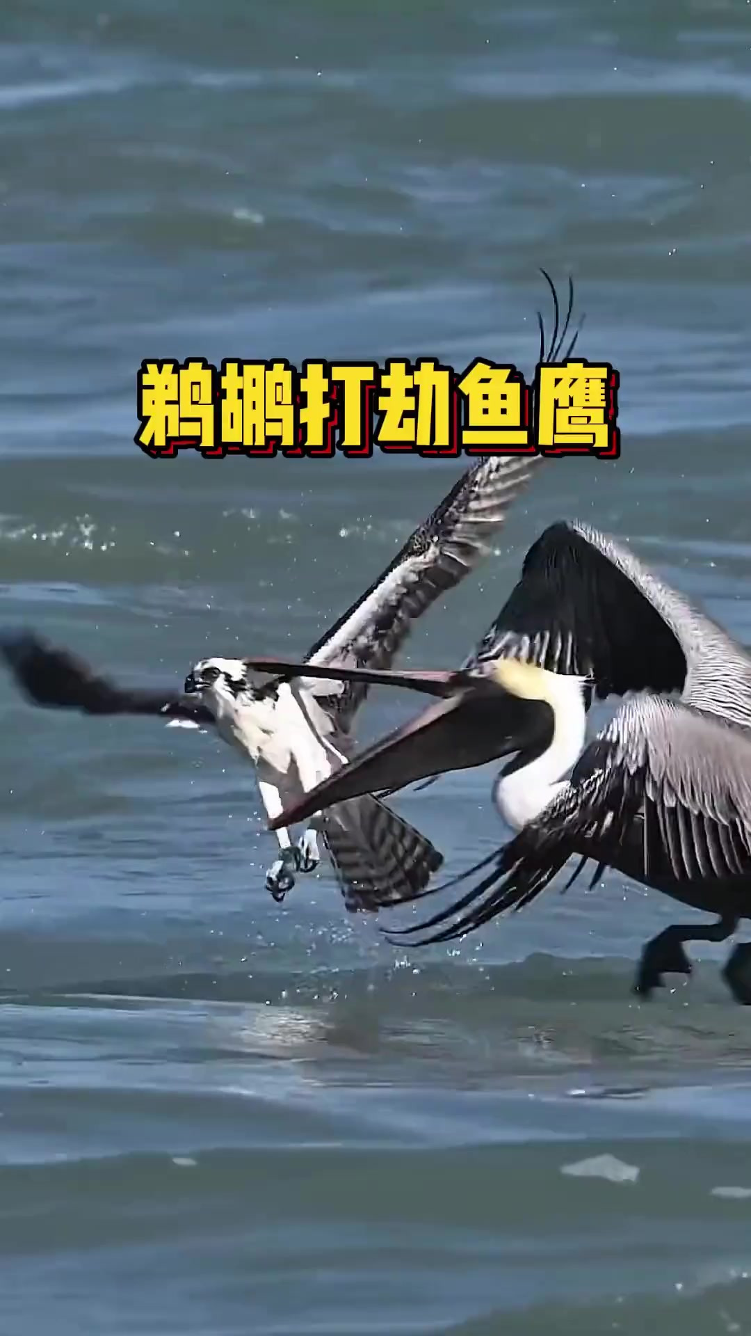 鱼鹰刚捉到鱼，褐鹈鹕就前来打劫