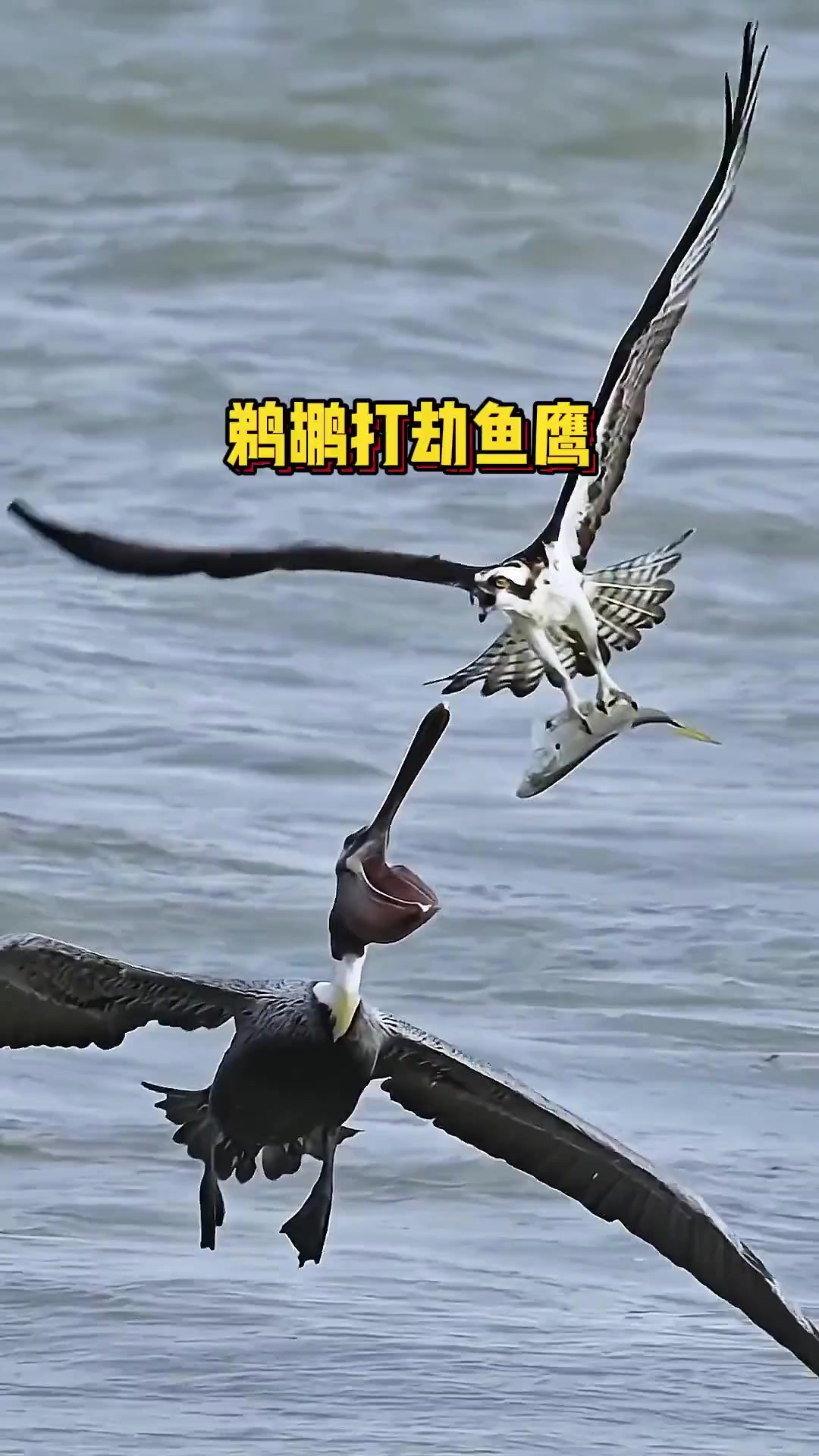 鱼鹰为了捕鱼将整个身体都沉入海里，褐鹈鹕还在等着打劫它