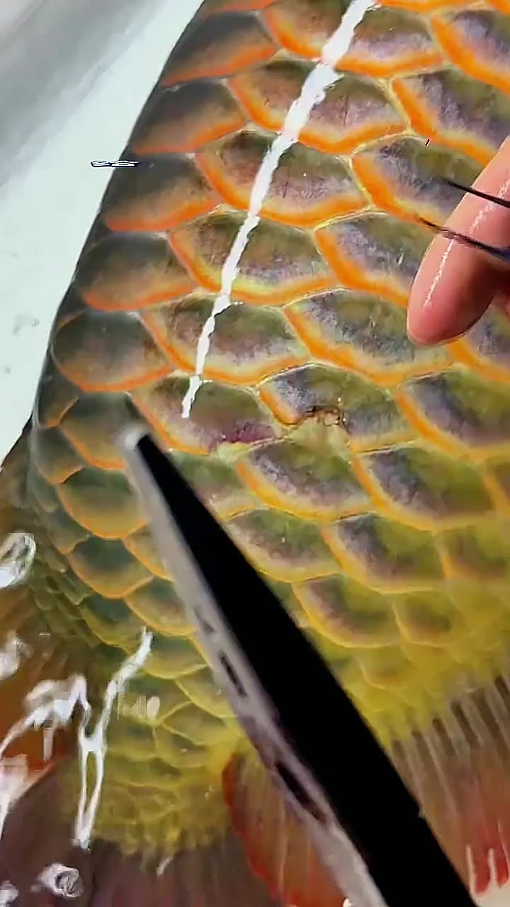 金龙鱼的鳞片缺了一个口子,拿到鱼医生这里看能不能修补一下