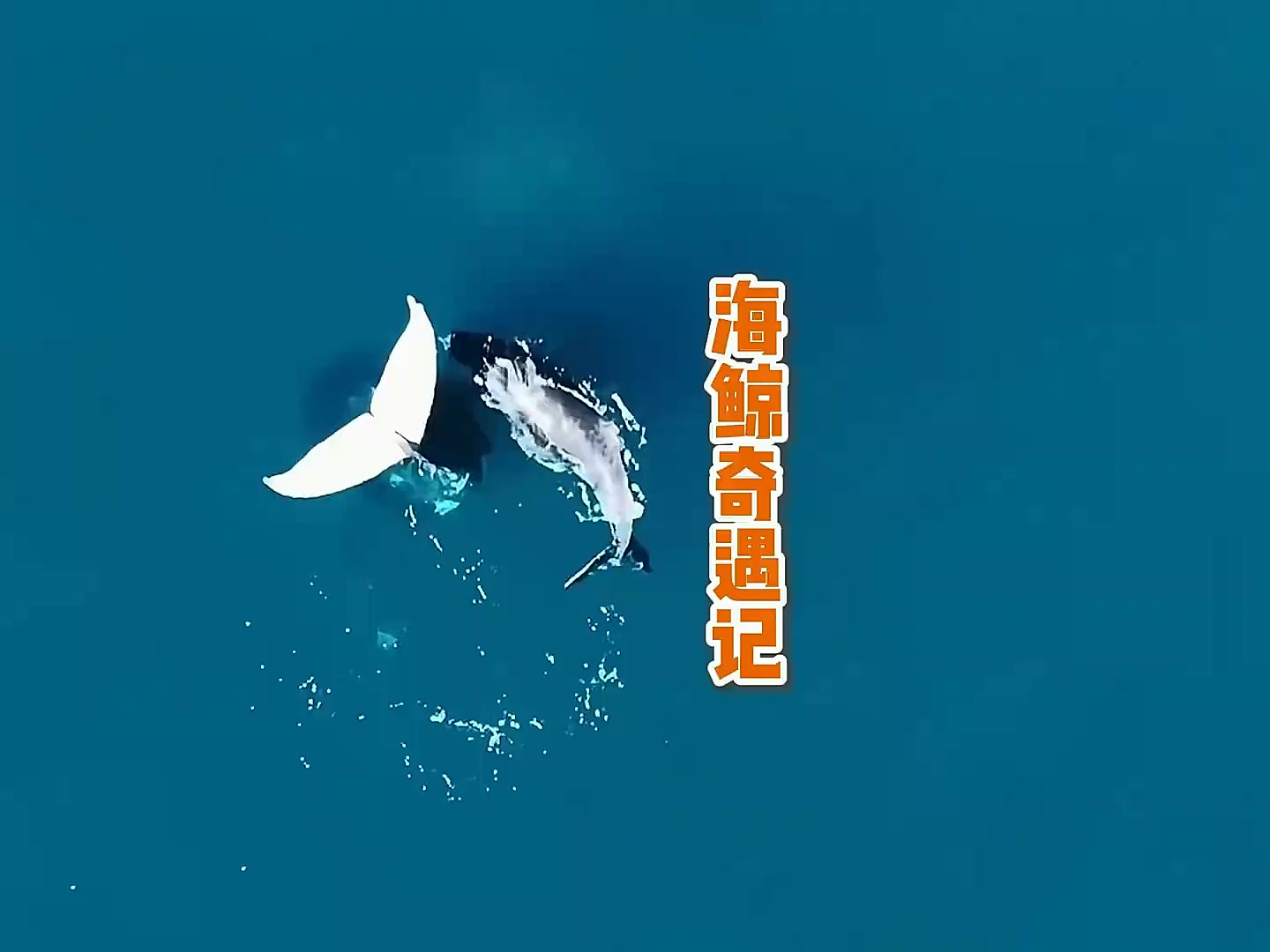 鲸鱼母子海上奇遇记!巨型尾鳍变礁石,背后的原因让人感动