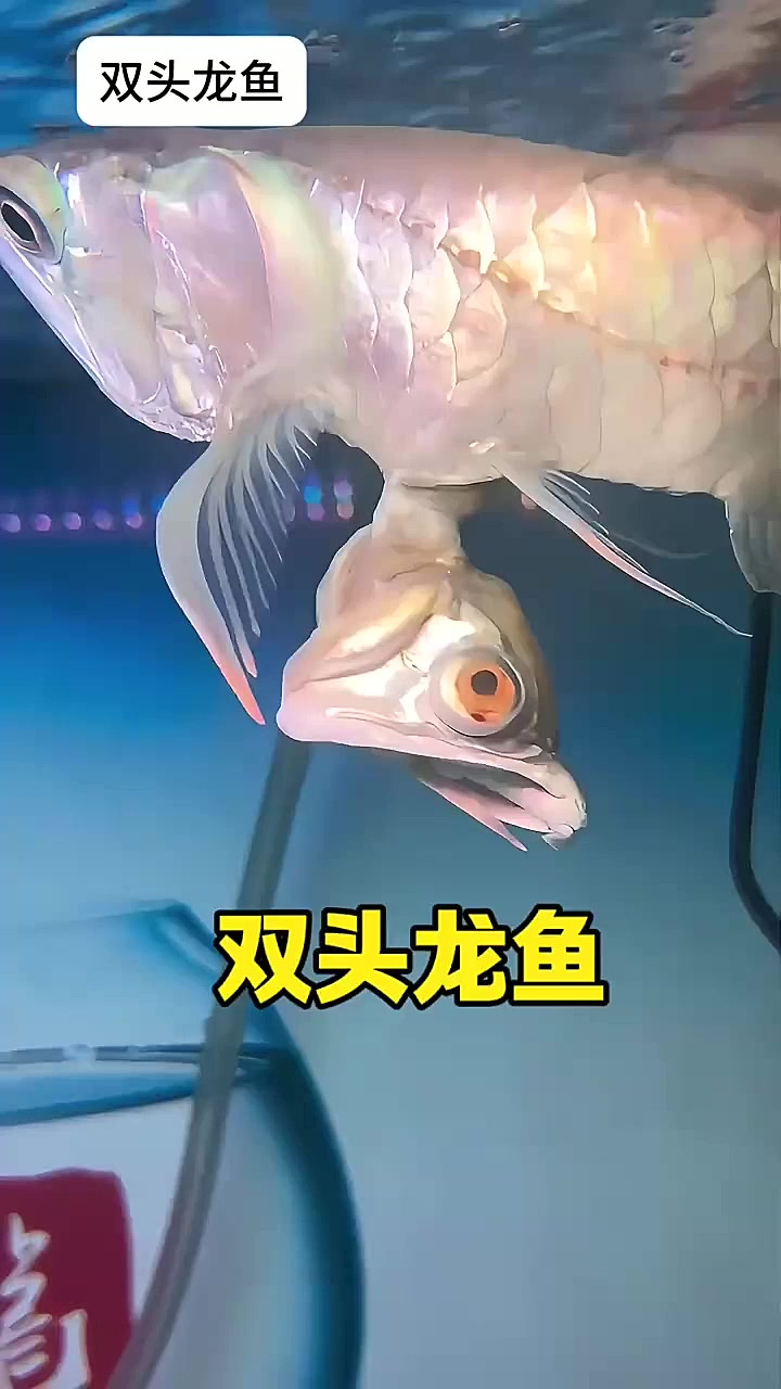 双头龙鱼