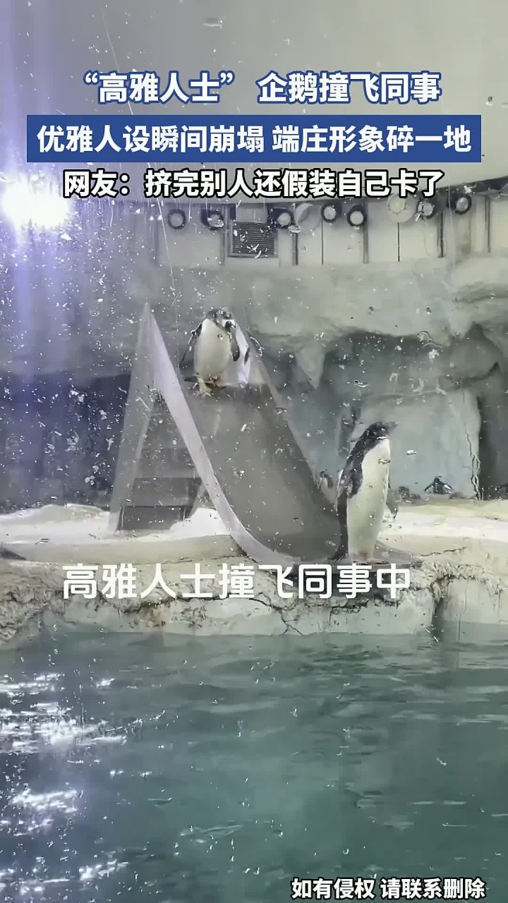 “高雅人士” 企鹅撞飞同事,优雅人设瞬间崩塌,端庄形象碎一地
