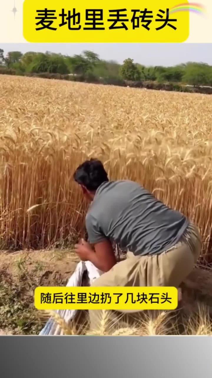麦地里丢砖头，结局亮了
