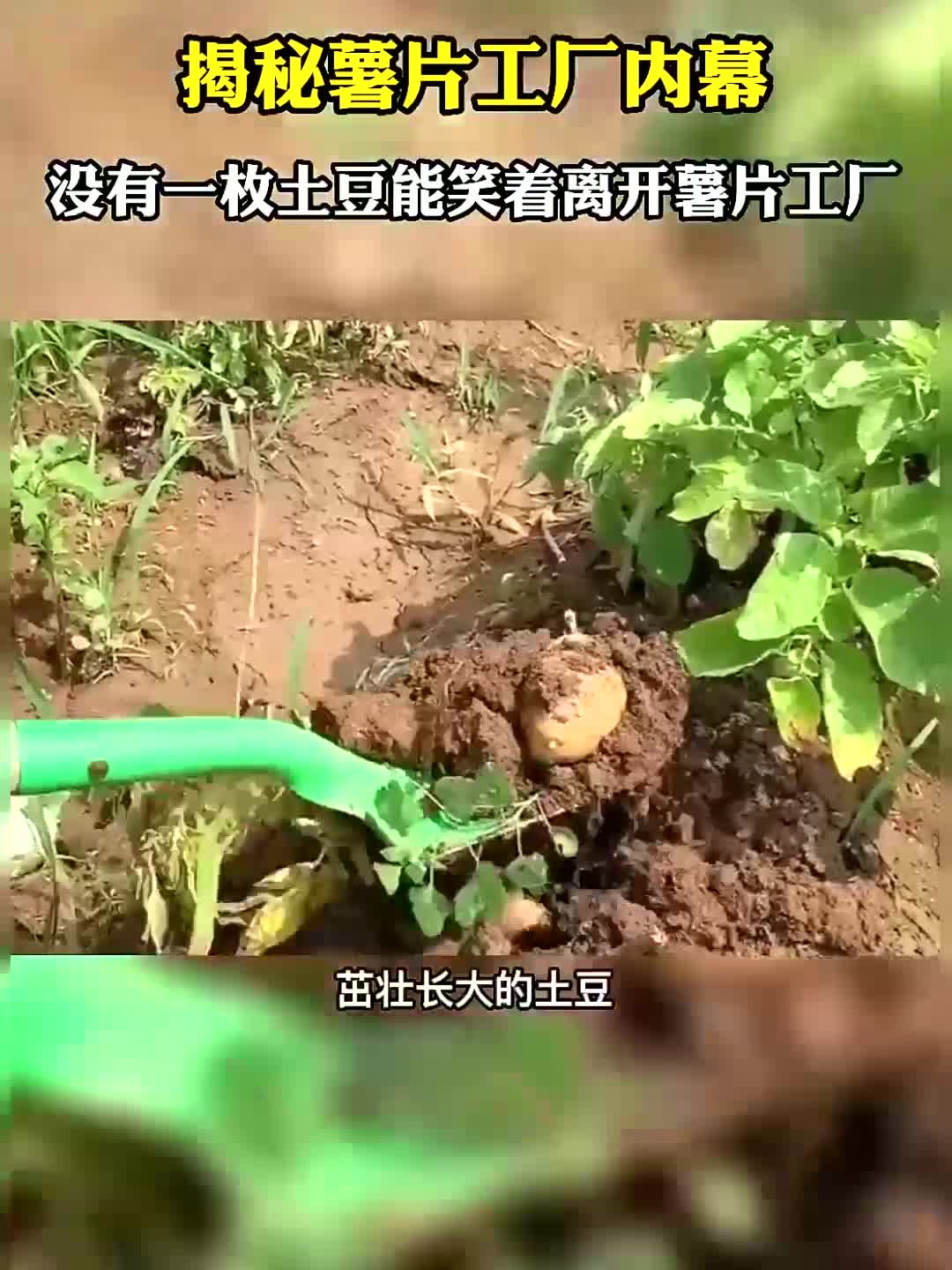 一包薯片中有几颗土豆?带你看看薯片工厂是怎么生产薯片的