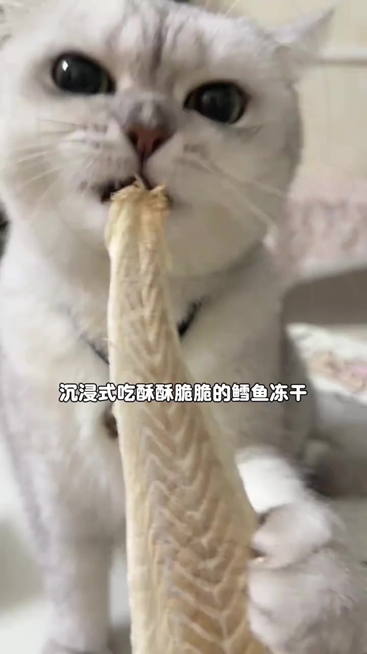 沉浸式吃酥酥脆脆的鳕鱼冻干