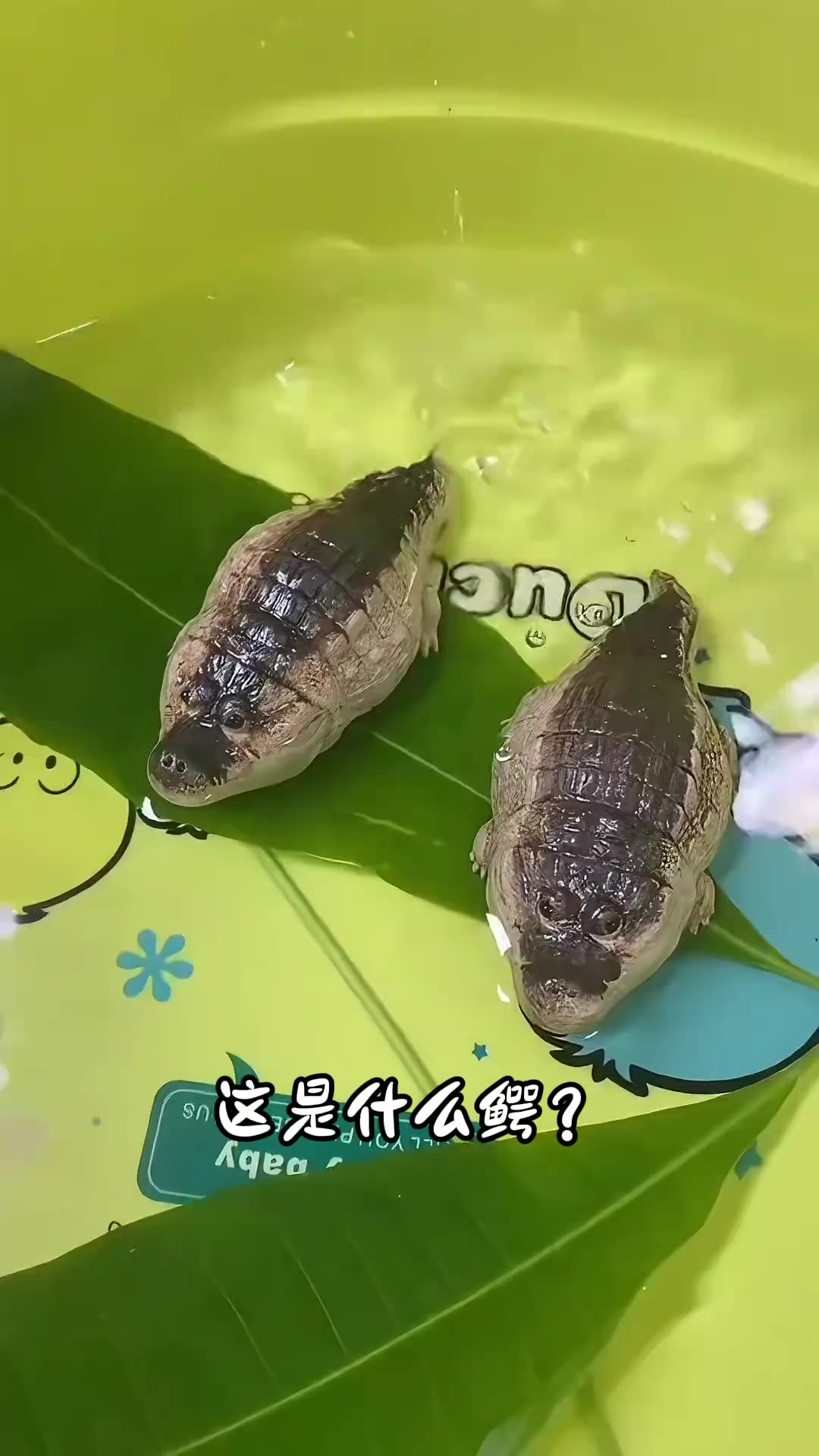 分享13种不同品种的鳄鱼，快来看看你都认识哪几种？