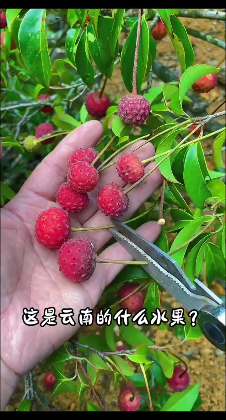 分享27种云南的特色水果,你都吃过哪几种呀?