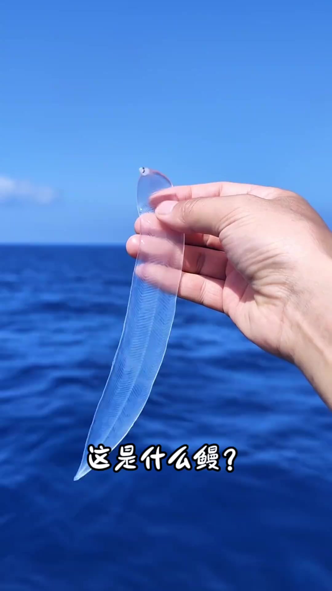 分享16种不同种类的鳗鱼，你都认识哪几种呀？
