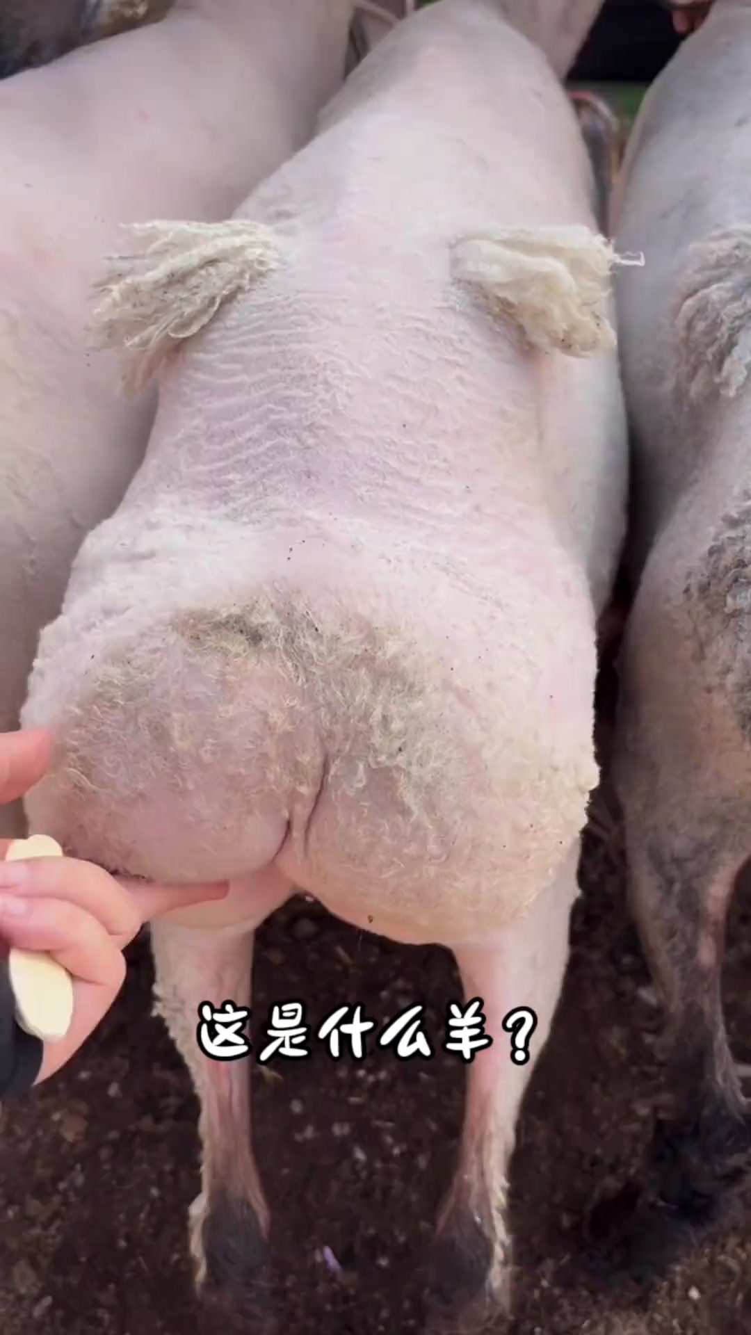 分享17种不同品种的羊，你都认识哪几种呀？