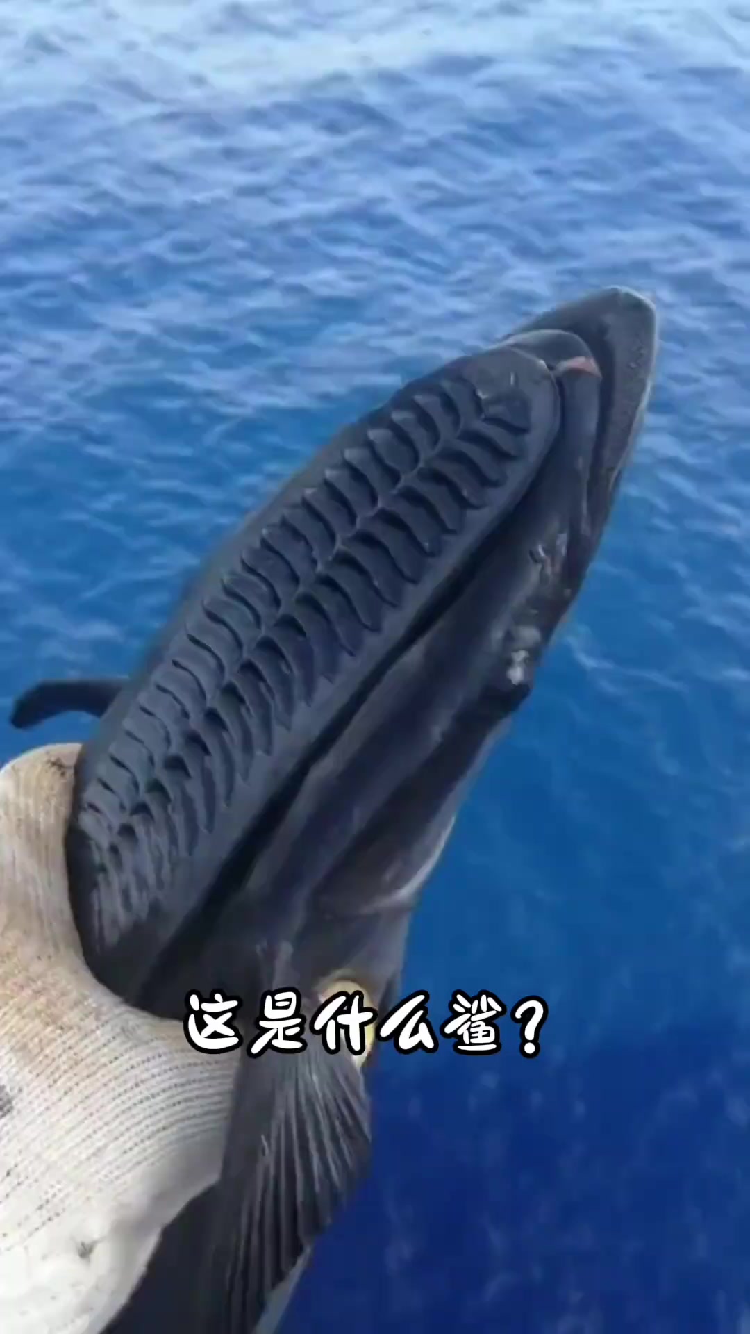 分享14种不同种类的鲨鱼，你都认识哪几种呢！