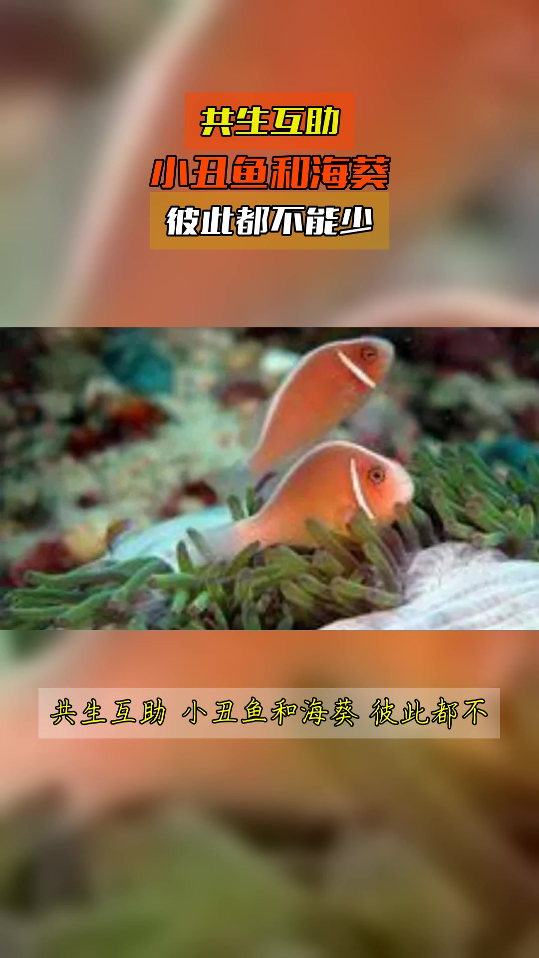 共生互助，小丑鱼和海葵，彼此都不能少