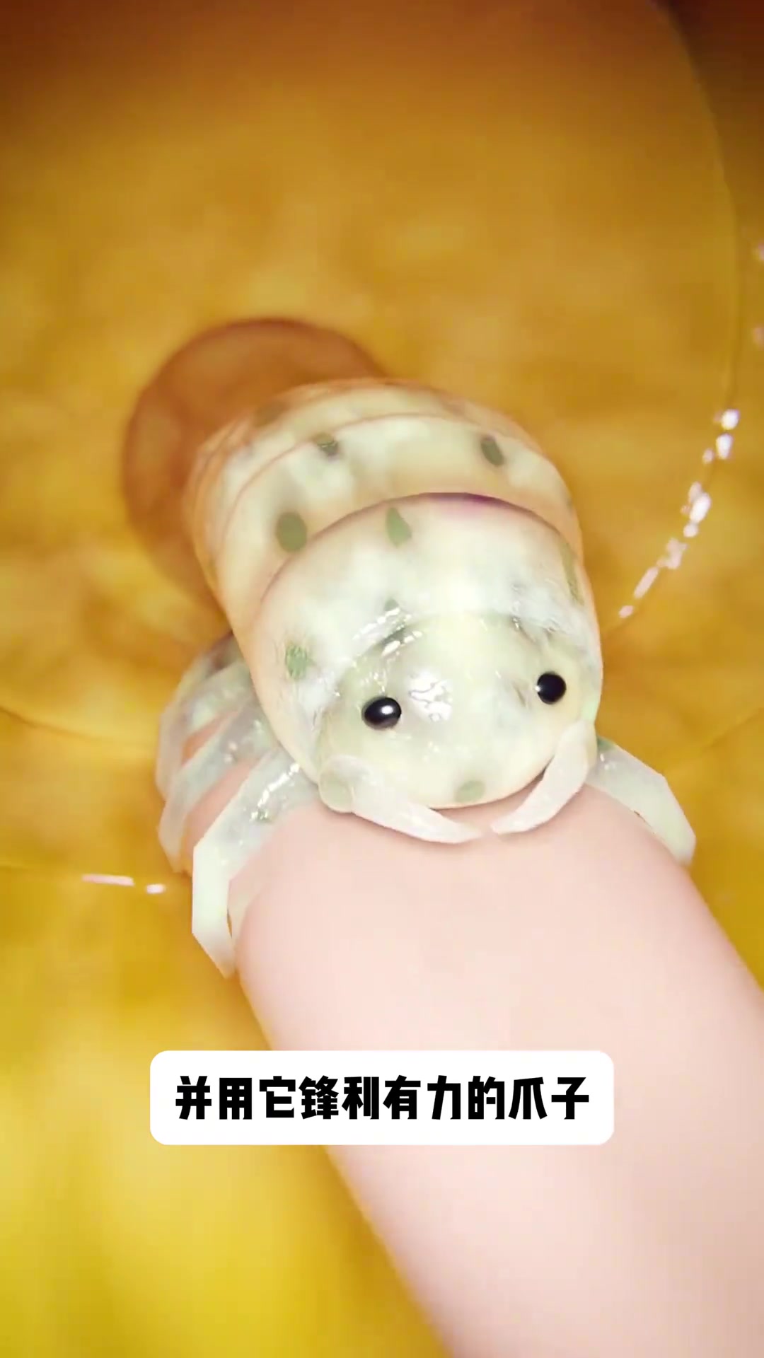 寄生在鱼嘴里的寄生虫，看看它是如何寄生的？