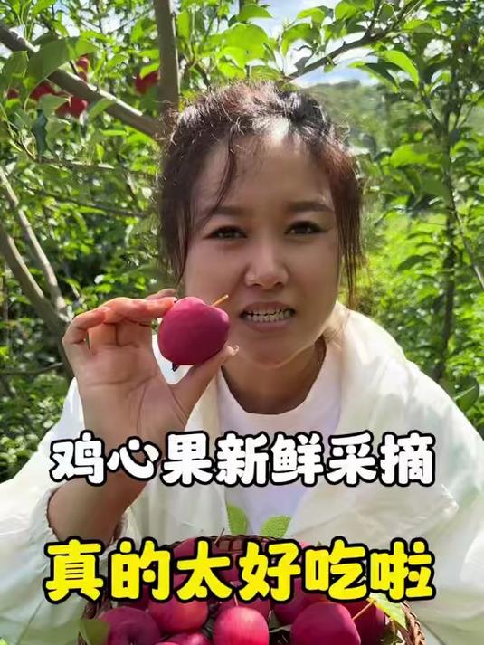 一年就这一季脆甜可口的鸡心果熟了,核小肉厚