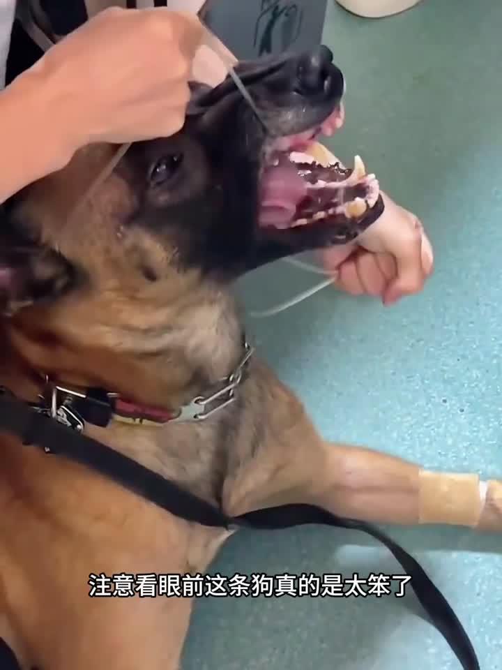 狗被鱼刺卡嗓子