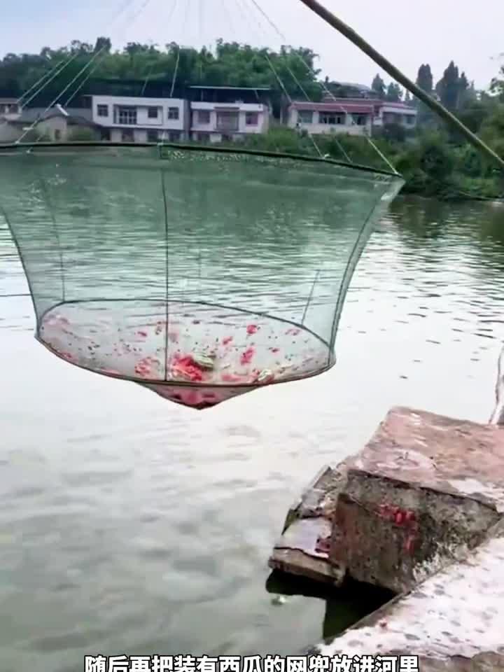 自制网兜放入西瓜捞鱼