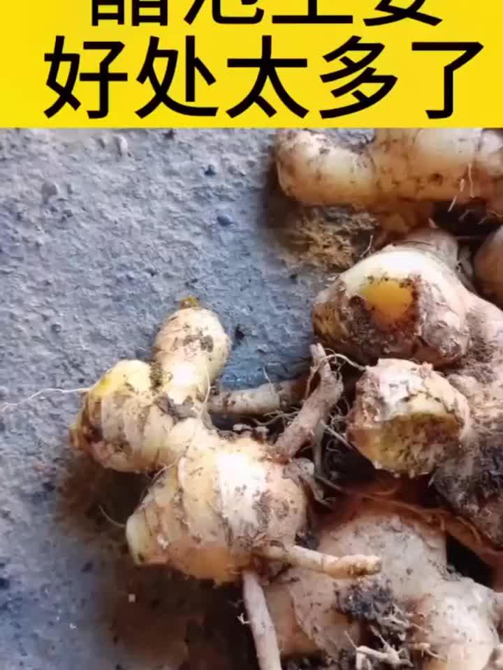 醋泡生姜益处惊人,这些功效你了解吗?