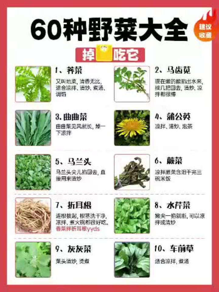 60种野菜大全,掉秤掉得快