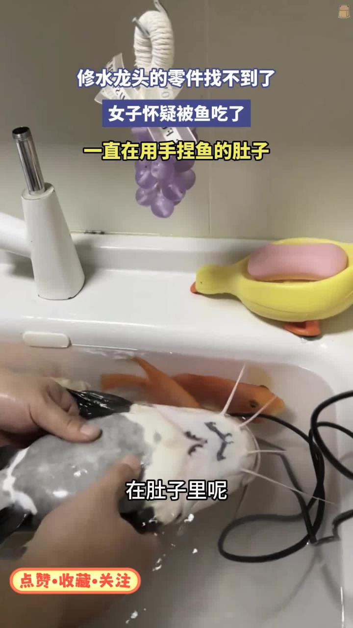 女子捏鱼肚找零件,鱼吞水龙头引围观,视频记录全过程