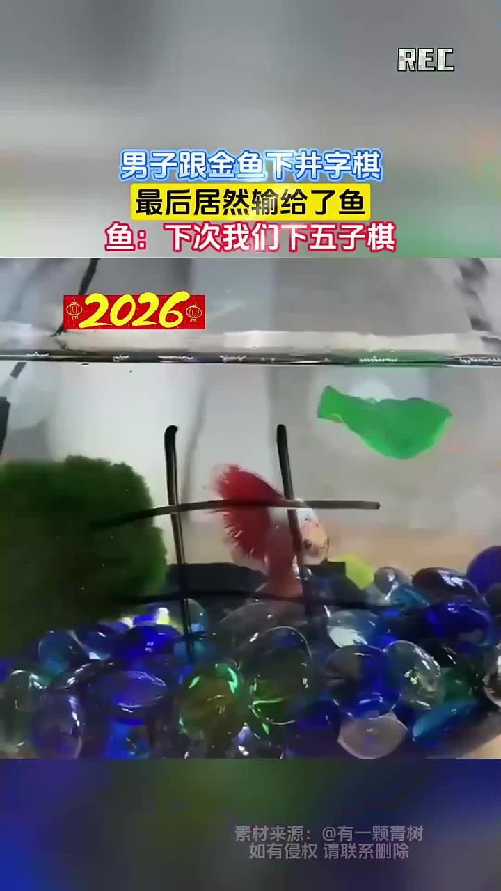 男子跟金鱼下井字棋,最后居然输给了鱼,鱼:下次我们下五子棋