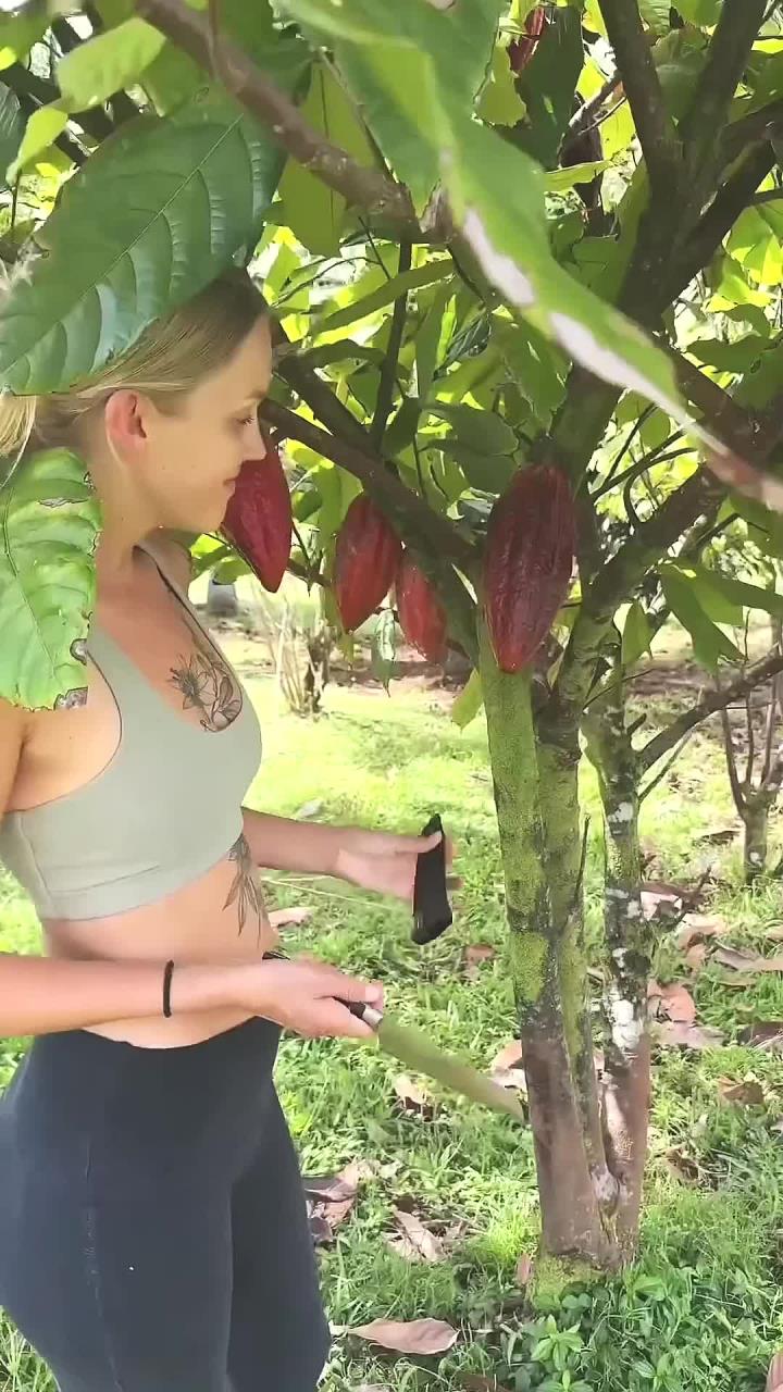非洲人采摘可可豆制作成美味的巧克力