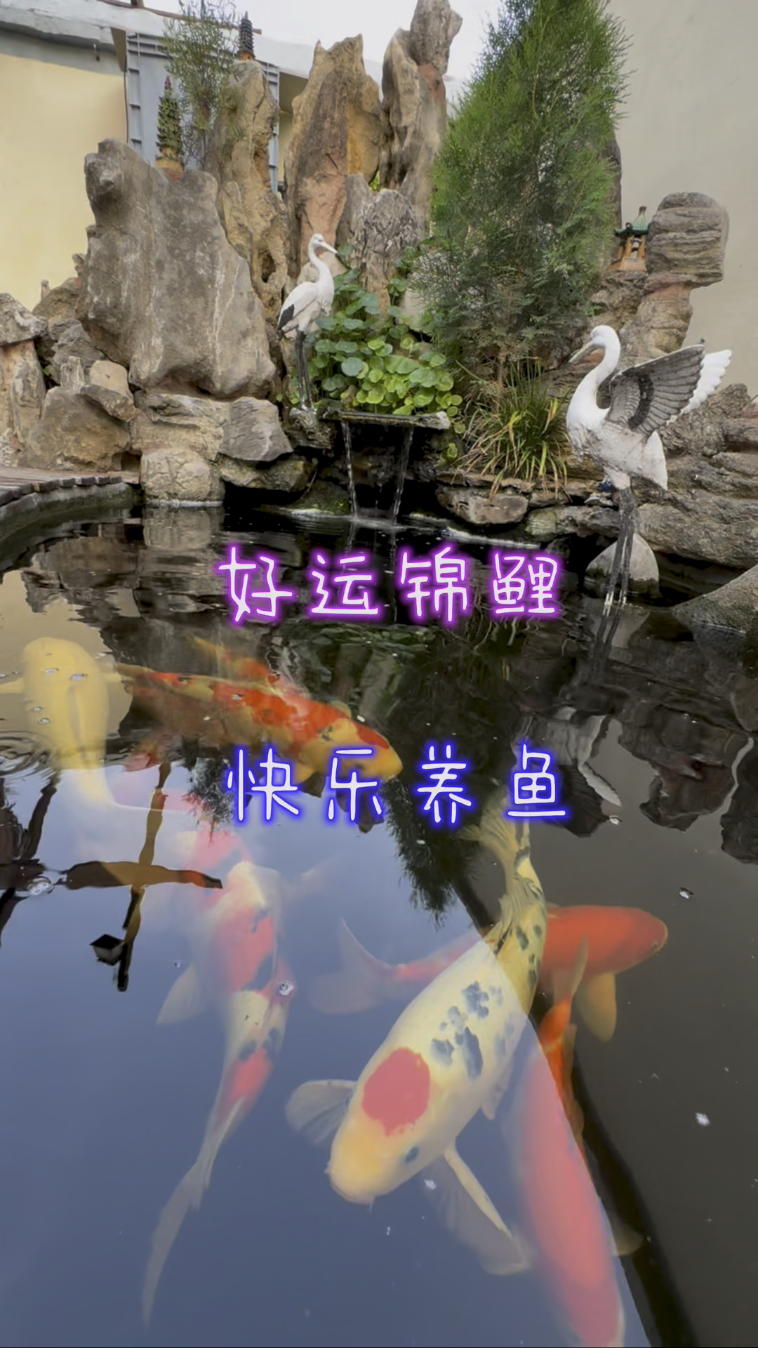 自建庭院鱼池,做好过滤轻松养鱼,好运锦鲤