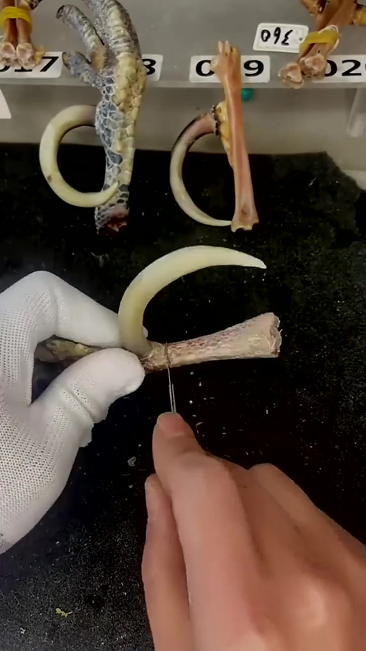 文玩鸡爪骨怎么处理,用鸡爪做成手把件
