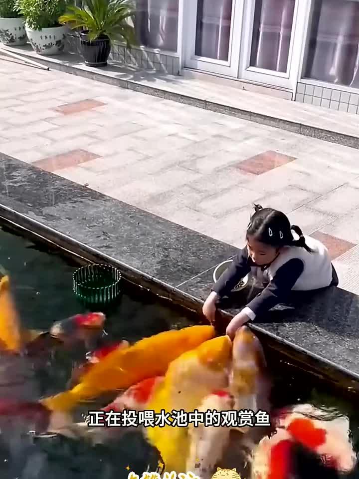 肥肥胖胖的观赏鱼,看来游泳并不能减肥