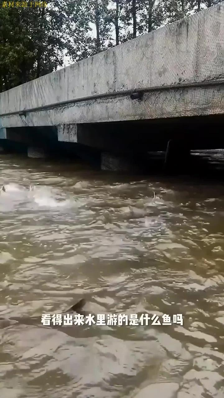 看得出来水里游的是什么鱼吗?都好大一条