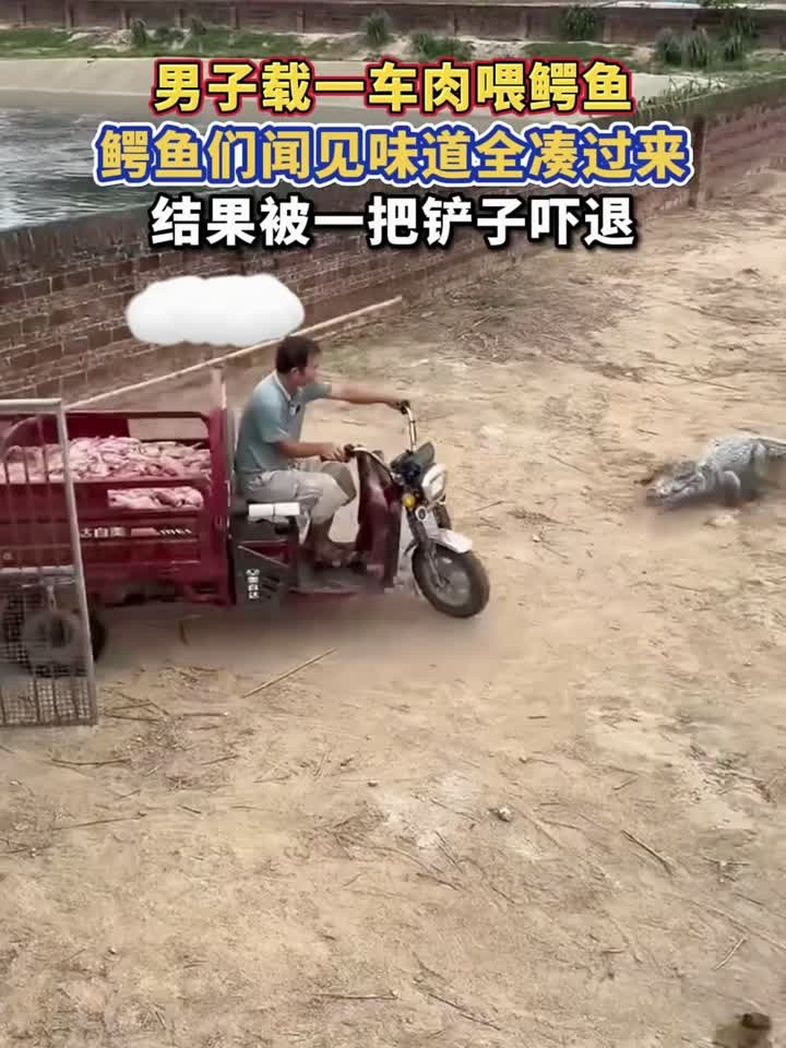 男子载一车肉喂鳄鱼,鳄鱼们闻见味道全凑过来,结果被一把铲子吓