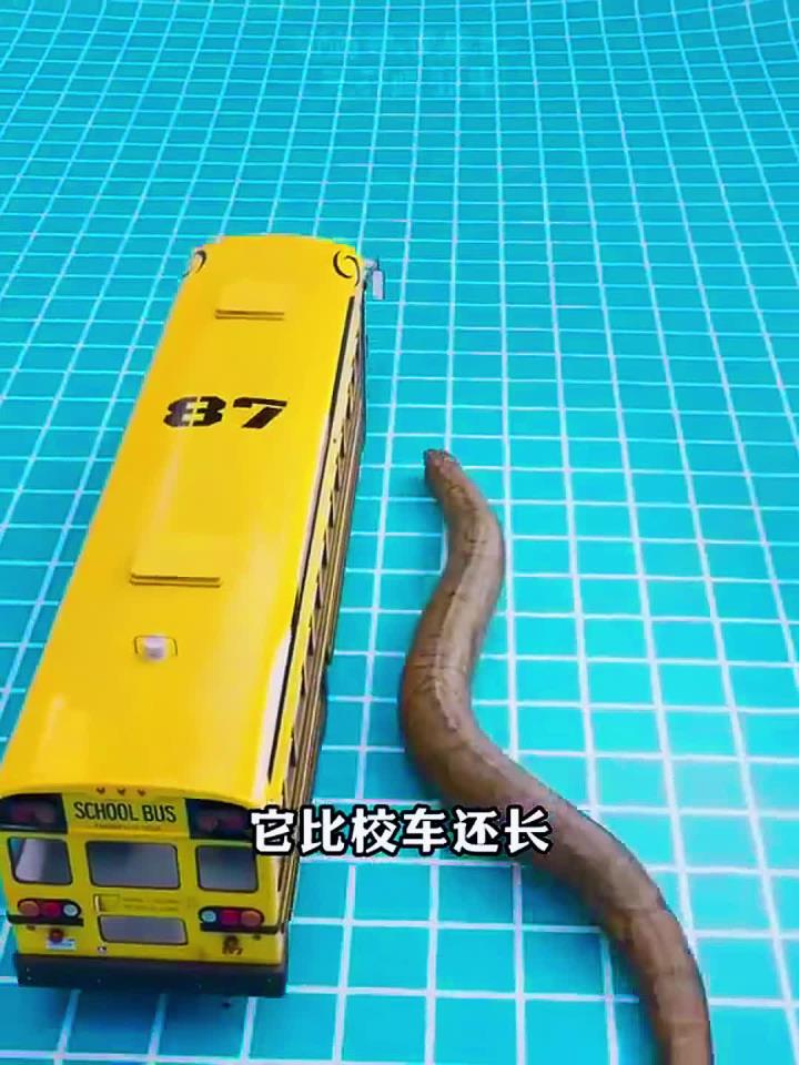 能吃鳄鱼的，巨大蟒蛇