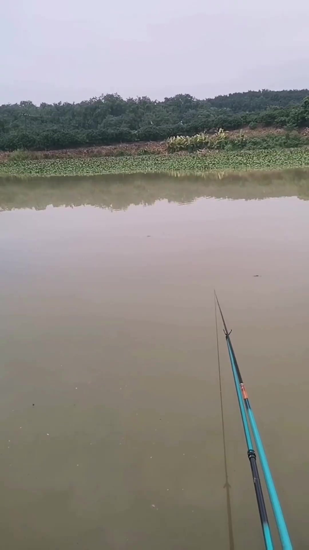 24年第97次野钓!这一期钓的都是会走路的鱼名字叫过山鲫!
