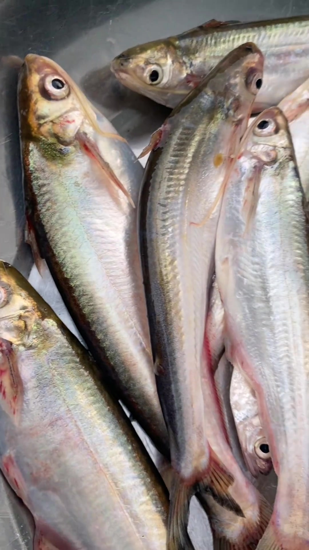 澜沧江拿的新鲜巴扎兰！