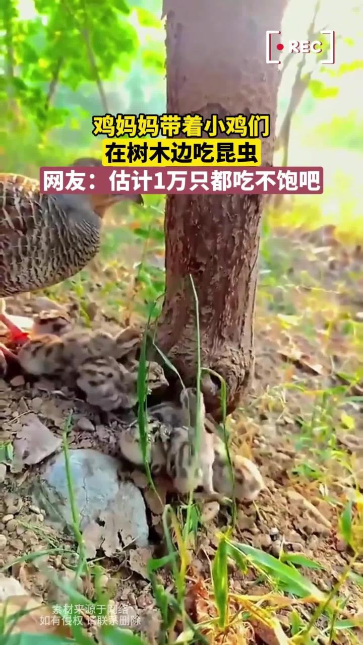 鸡妈妈带着小鸡们,在树木边吃昆虫,网友:估计万只都吃不饱吧