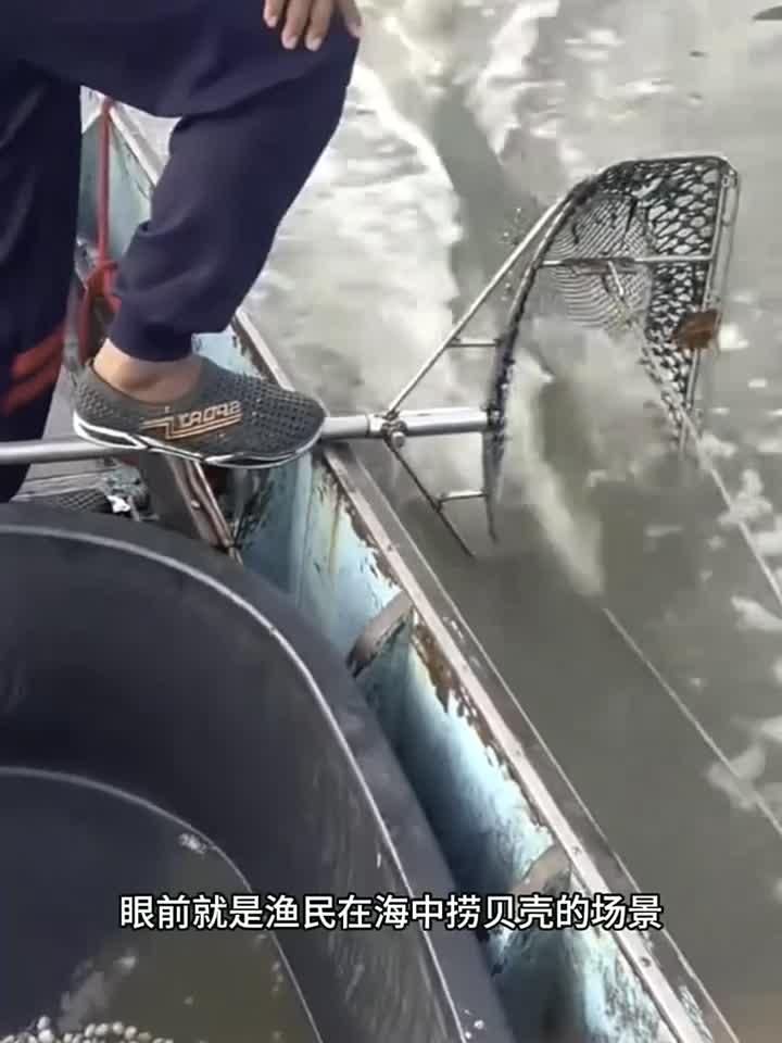 海中捞贝壳,长见识了