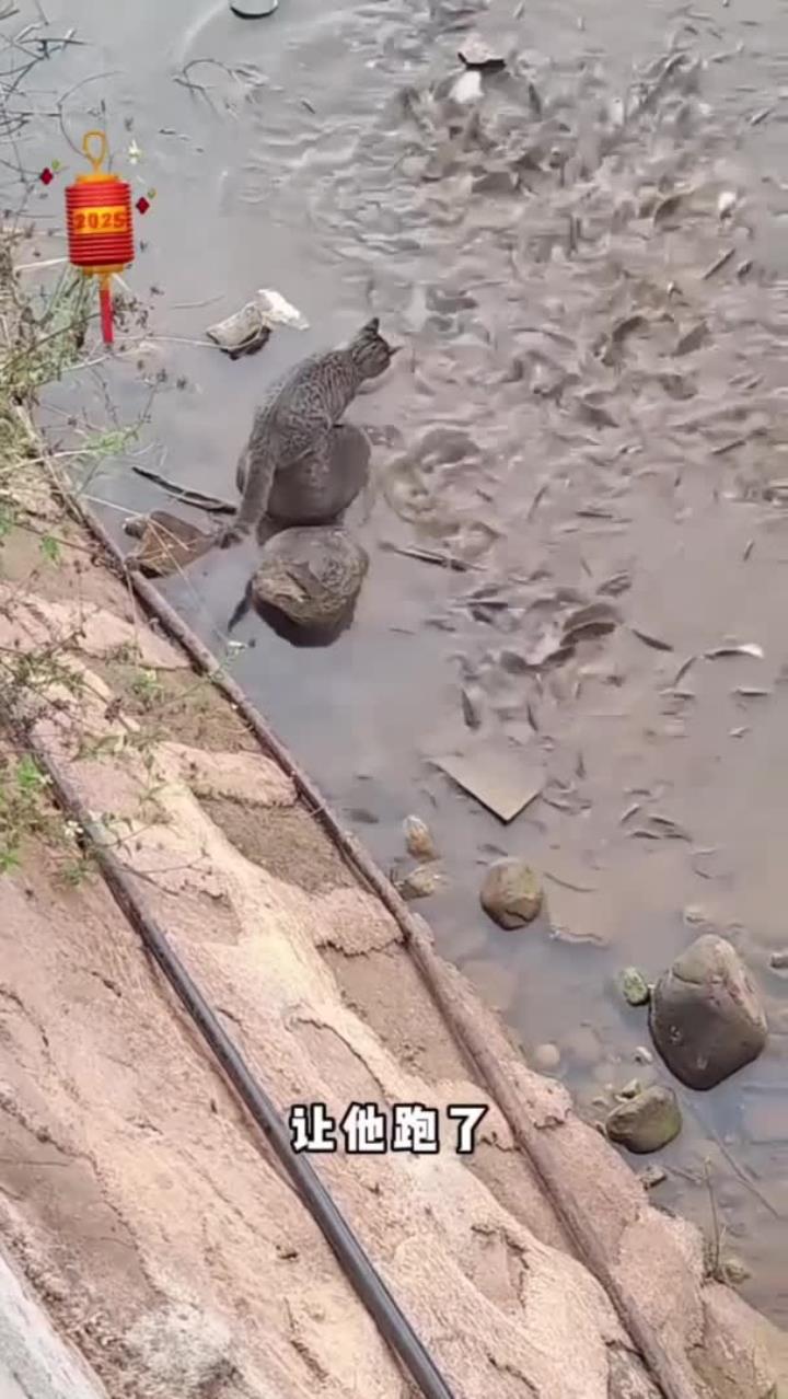 猫咪爱吃鱼