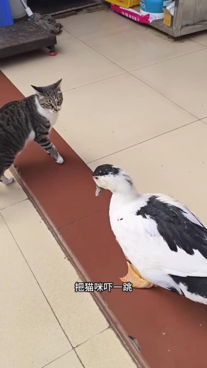 强悍鸭子大战猫咪