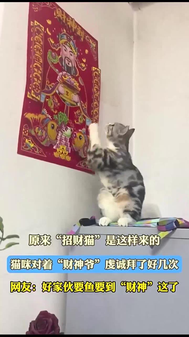 原来“招财猫”是这样来的,猫咪对着“财神爷”虔诚拜了好几次,网友:好家伙要鱼要到