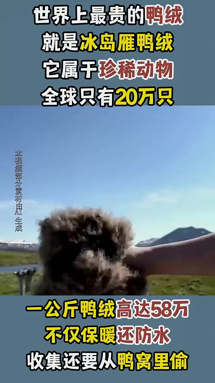 世界上最贵的“鸭绒”,一公斤高达58万,居然还是偷来的?