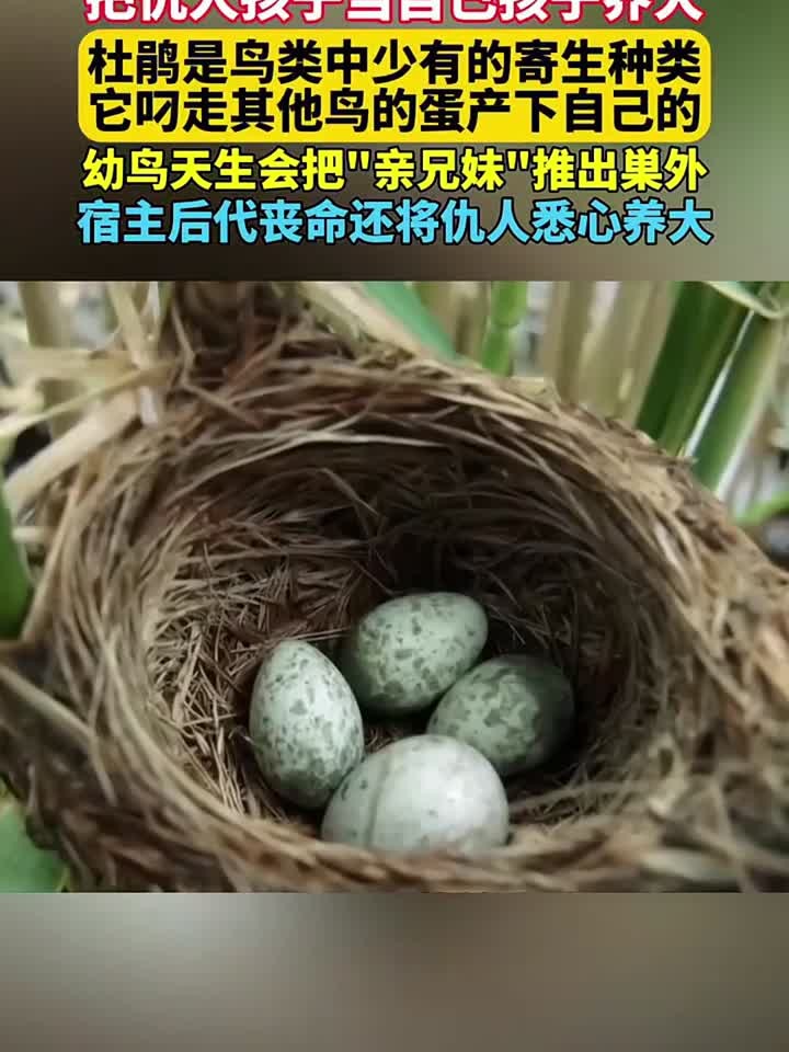 杜鹃是鸟类中的寄生种类,将蛋产于其他鸟类巢穴中被其他鸟类养大