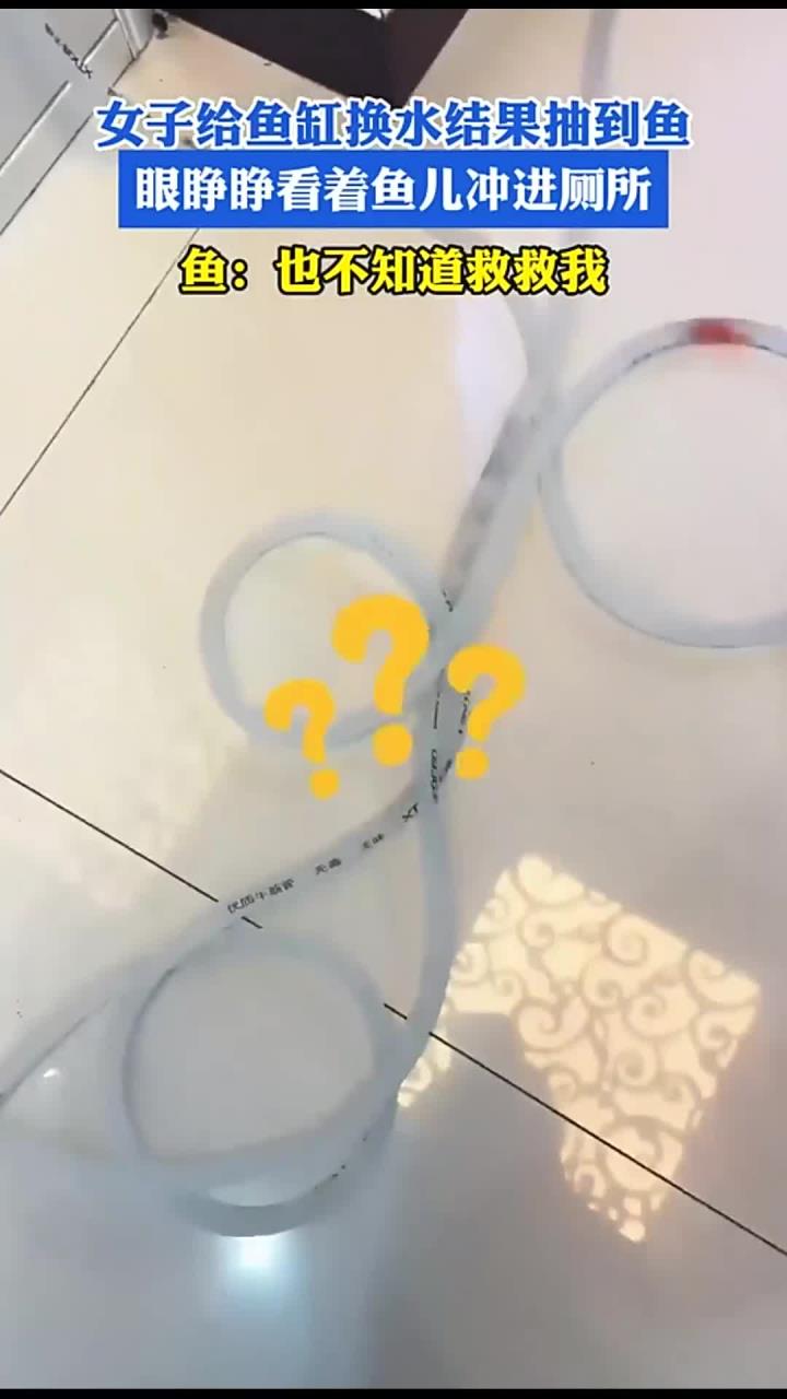 女子给鱼缸换水结果抽到鱼,眼睁睁看着鱼儿冲进厕所,鱼:也不知