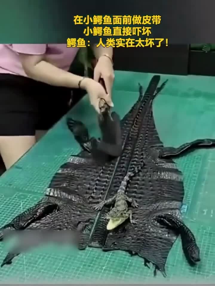 女子在小鳄鱼面前做皮带,把小鳄鱼都吓坏了