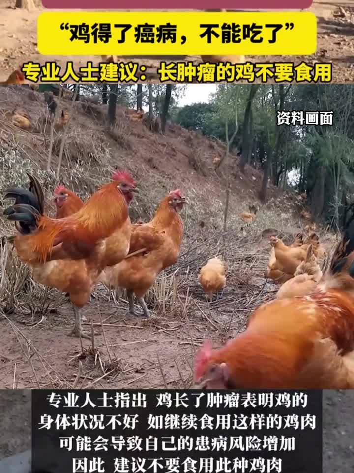 奶奶杀鸡发现体内有肿瘤,专业人士建议:长肿瘤的鸡不要食用
