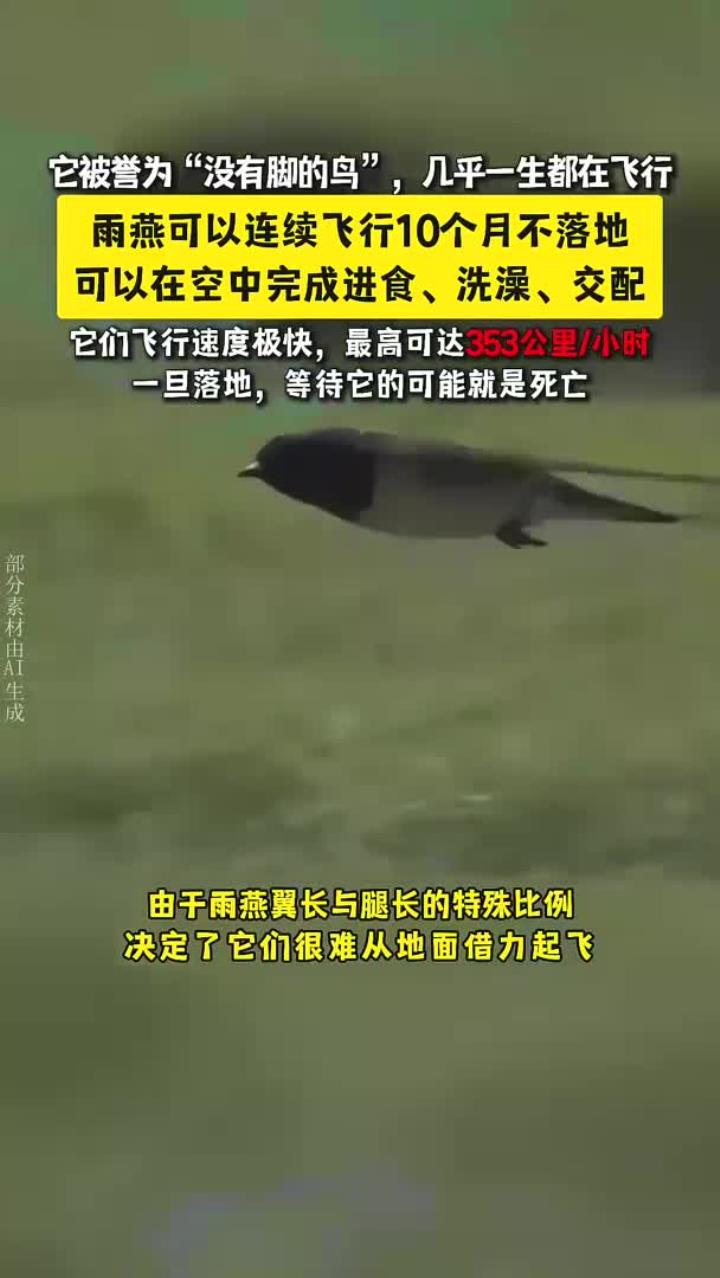 雨燕,被誉为“没有脚的鸟”,可以连续飞行10个月不落地